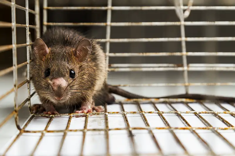 Humane rodent traps are available as well as resources to release the rodents into the wild.